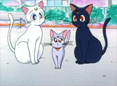 Sailor Moon SuperS: Much Ado About Kitten