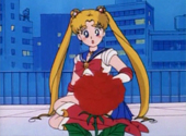 Sailor Moon: Sailor Moon and a rose
