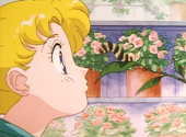 Sailor Moon R The Movie: The Promise of the Rose